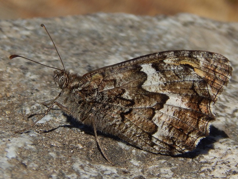 Hipparchia neomiris